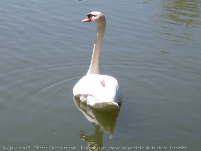 Photo de Cygne