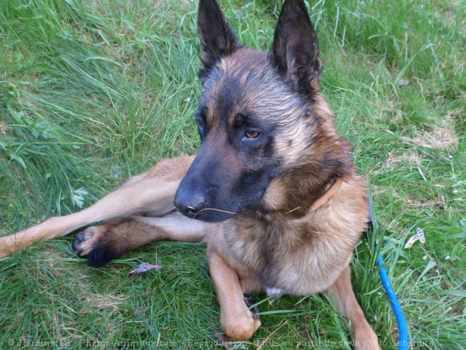 Photo de Berger belge malinois