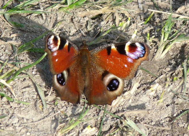 Photo de Papillon - paon du jour