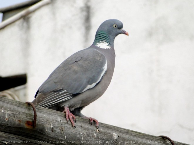 Photo de Pigeon - ramier