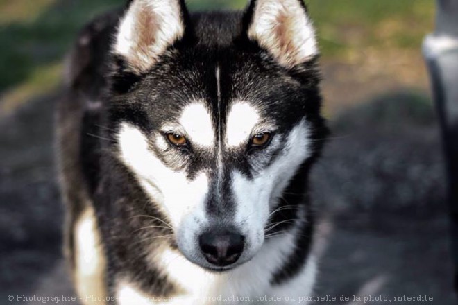 Photo de Husky siberien