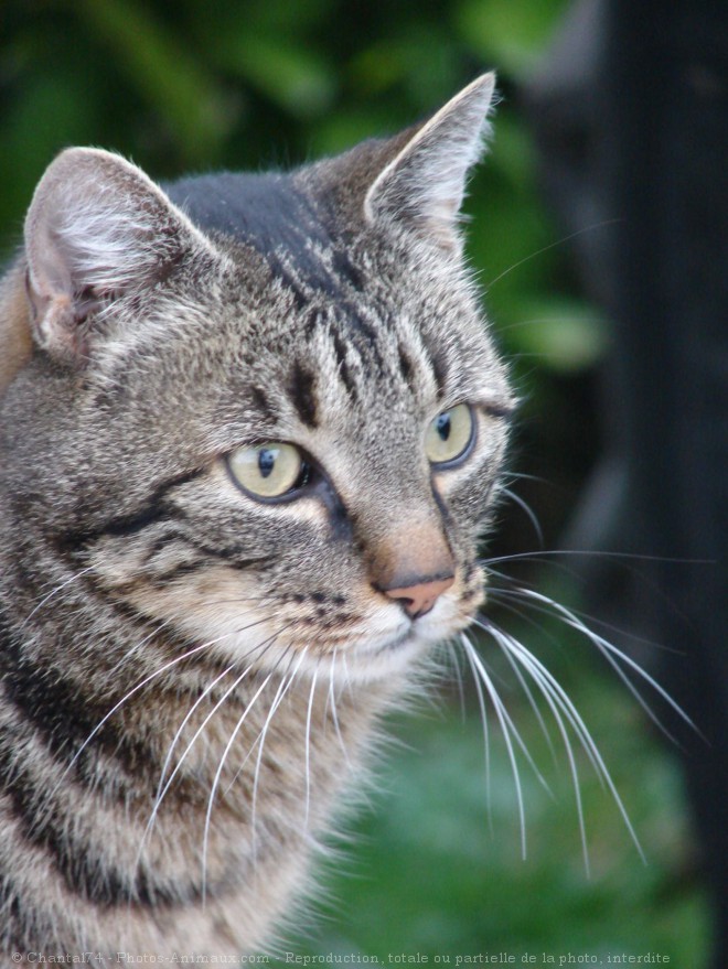 Photo de Chat domestique