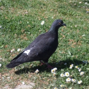 Photo de Pigeon - biset