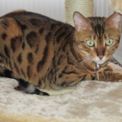 Photo de Bengal