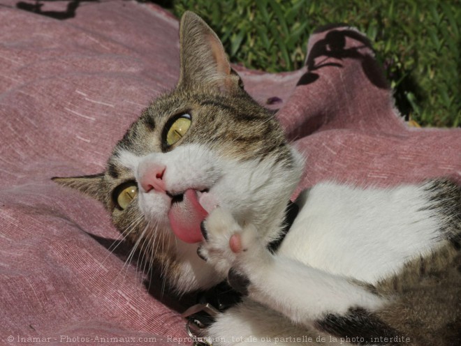 Photo de Chat domestique