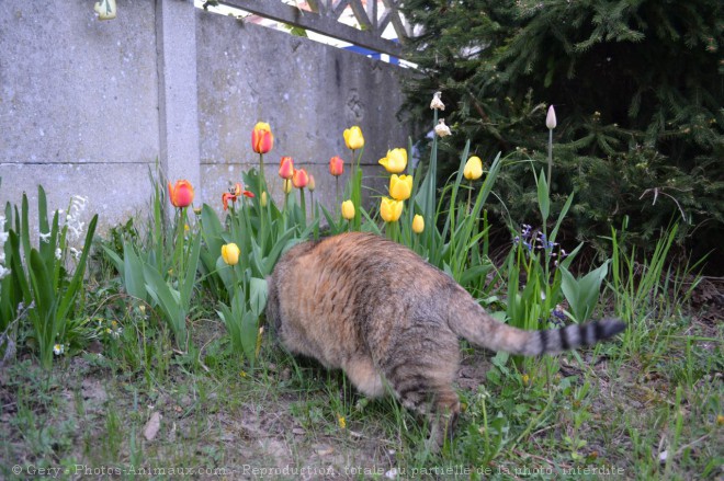 Photo de Chat domestique