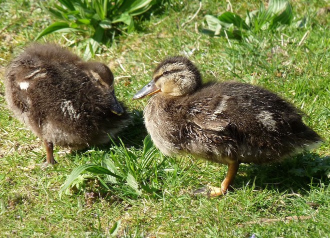 Photo de Canard colvert