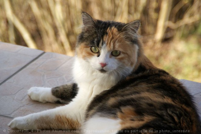 Photo de Chat domestique