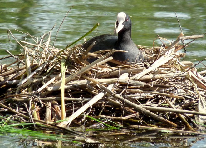 Photo de Foulque macroule