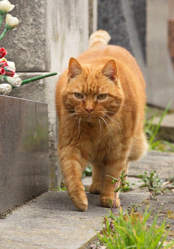 Photo de Chat domestique