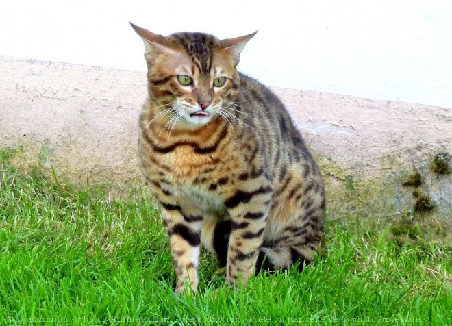 Photo de Bengal