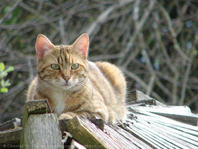 Photo de Chat domestique