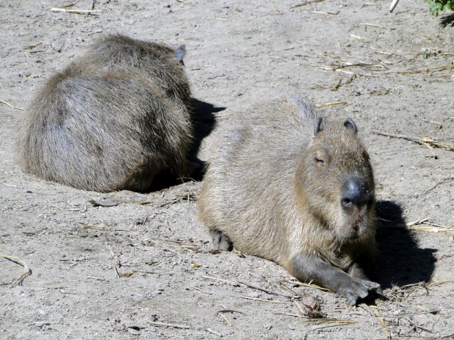 Photo de Cabiai ou capybara