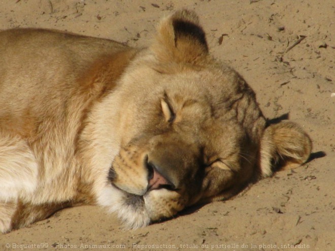 Photo de Lion