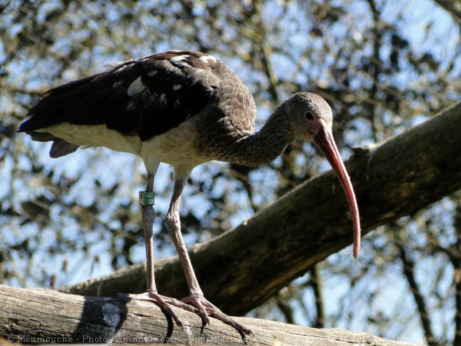 Photo d'Ibis