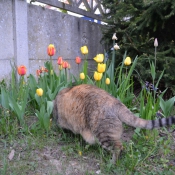 Photo de Chat domestique