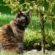 Photo de Chat domestique