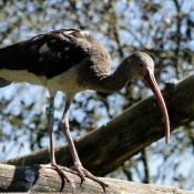 Photo d'Ibis