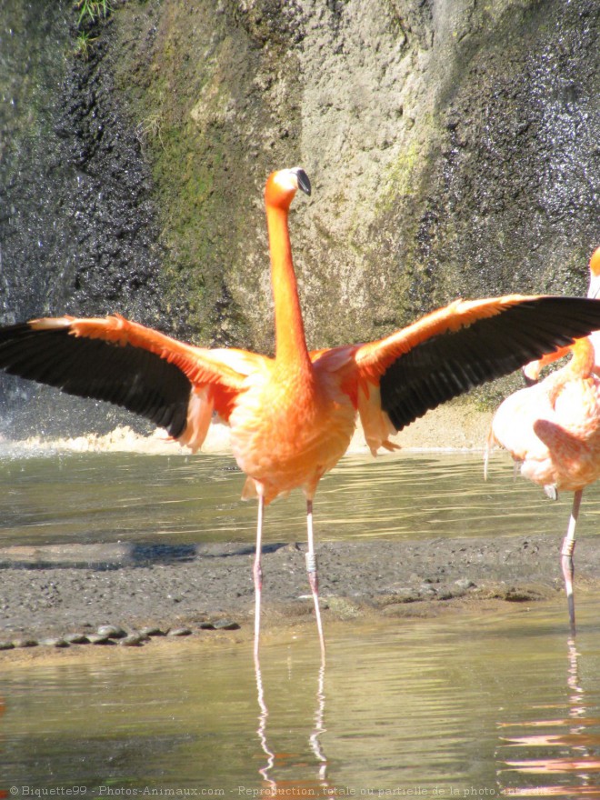 Photo de Flamand rose