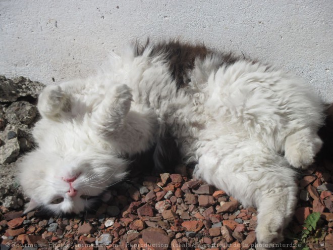 Photo de Chat domestique