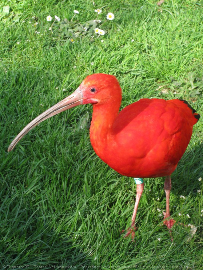 Photo d'Ibis rouge