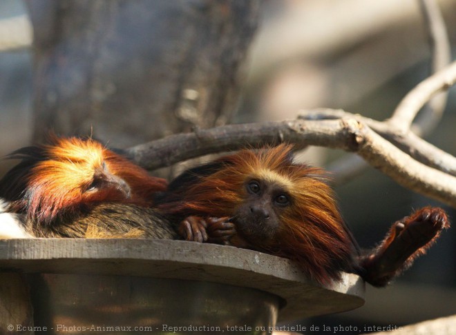 Photo de Singe - tamarin lion  tte dore