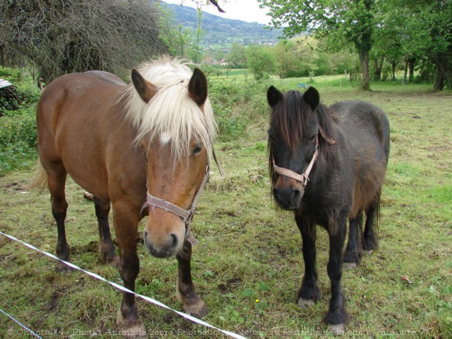 Photo de Races diffrentes