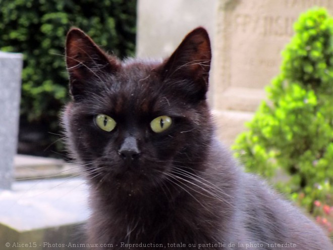 Photo de Chat domestique