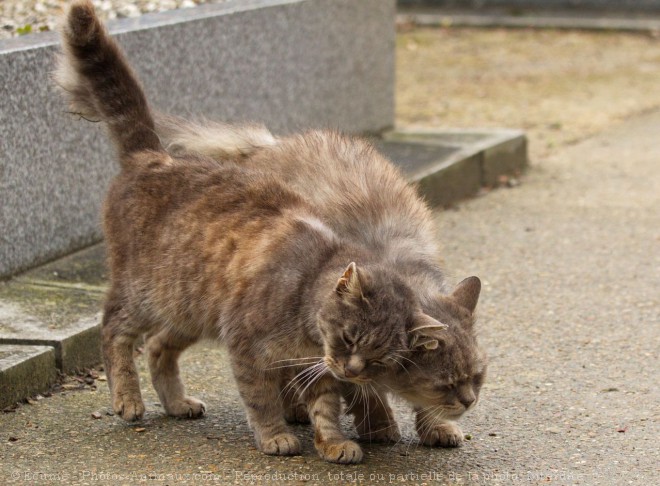 Photo de Chat domestique