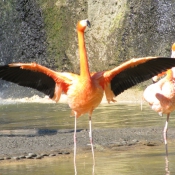 Photo de Flamand rose