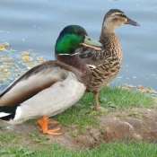 Photo de Canard colvert