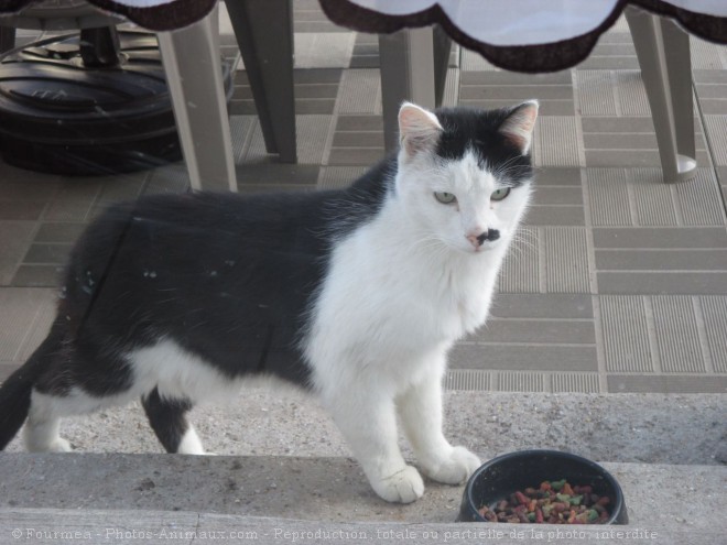 Photo de Chat domestique