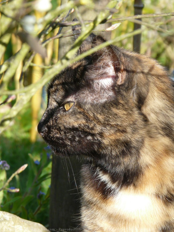 Photo de Chat domestique