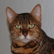 Photo de Bengal