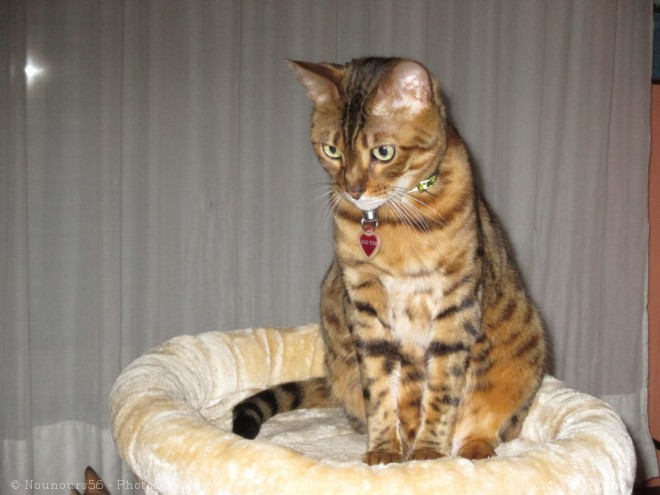 Photo de Bengal