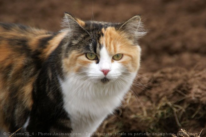 Photo de Chat domestique