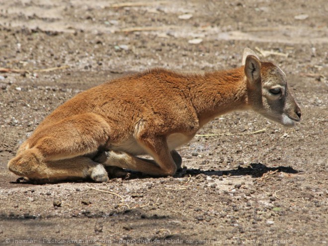 Photo de Mouflon