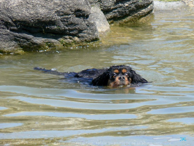 Photo de Cavalier king charles spaniel