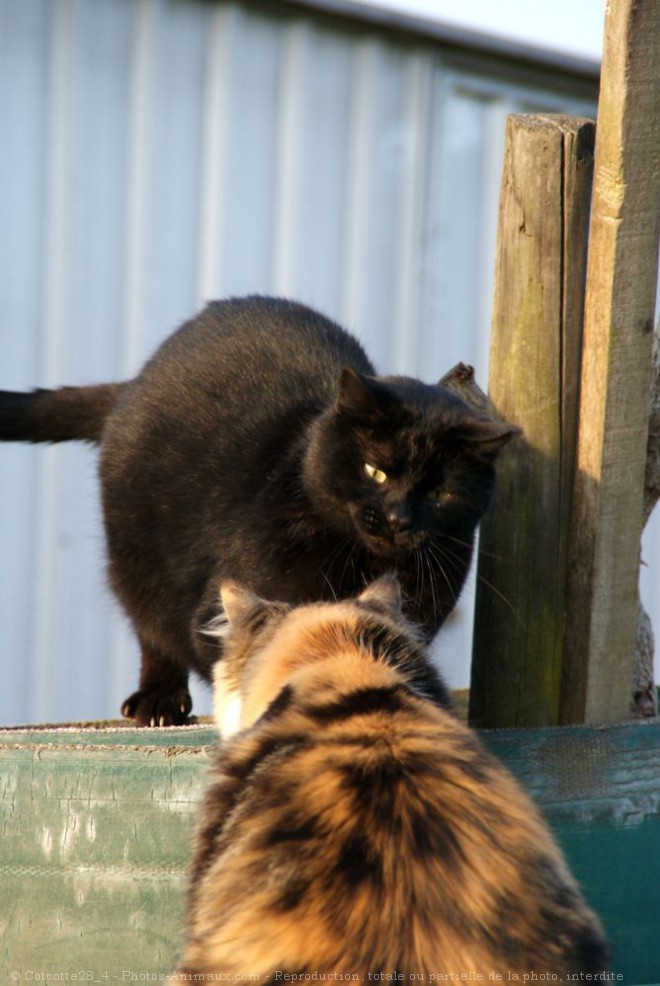 Photo de Chat domestique