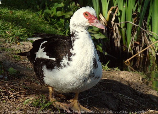 Photo de Canard de barbarie