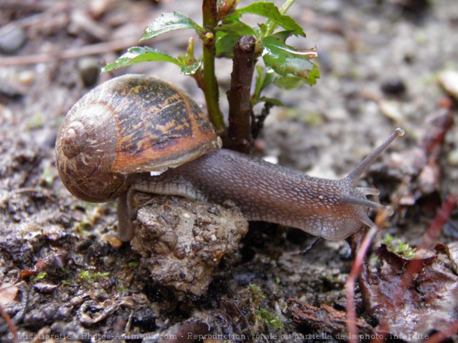 Photo d'Escargot