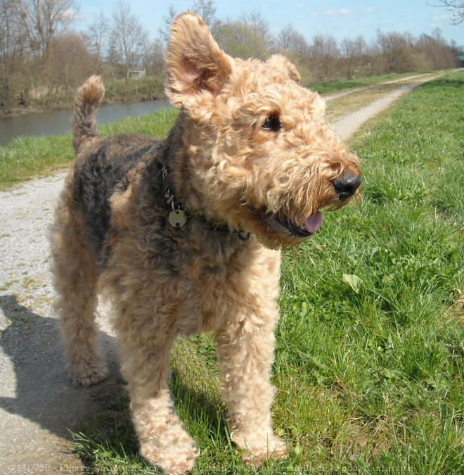 Photo d'Airedale terrier