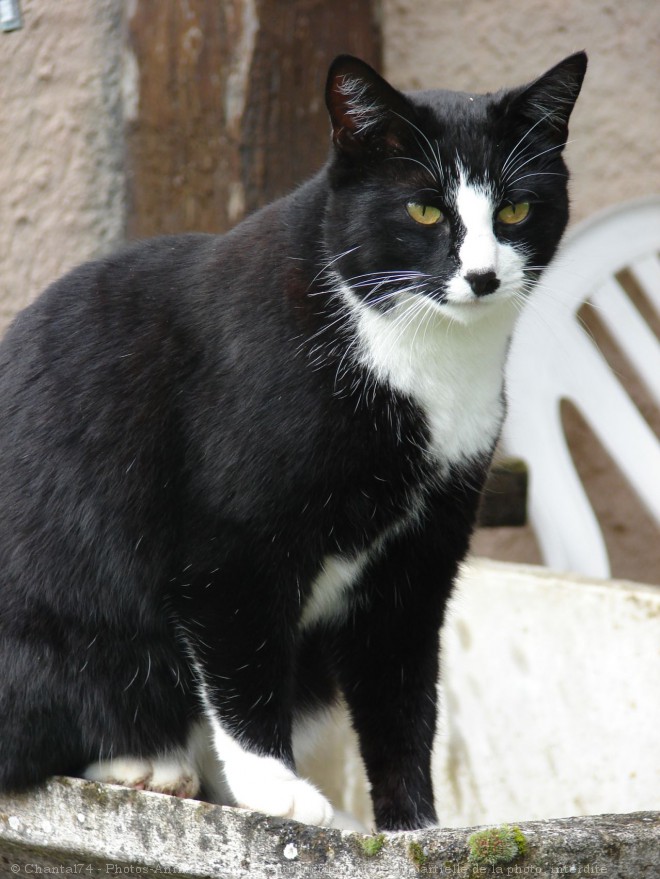 Photo de Chat domestique