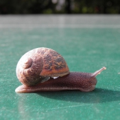 Photo d'Escargot