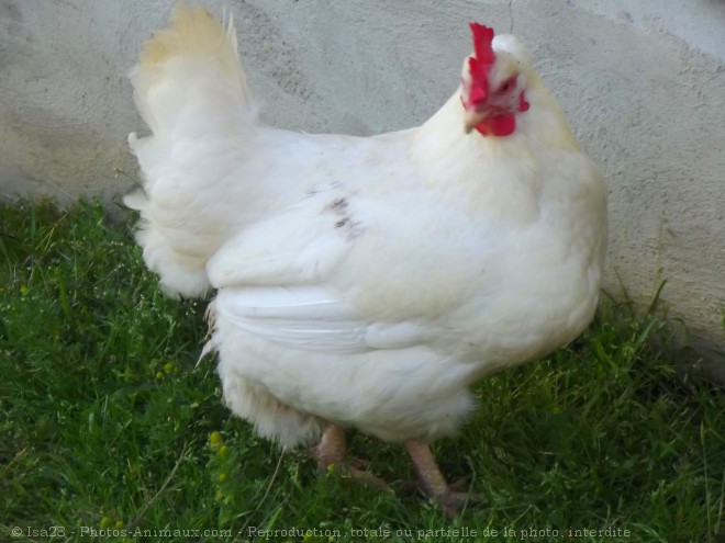 Photo de Poule