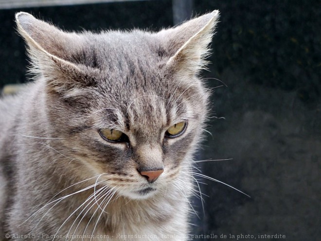 Photo de Chat domestique