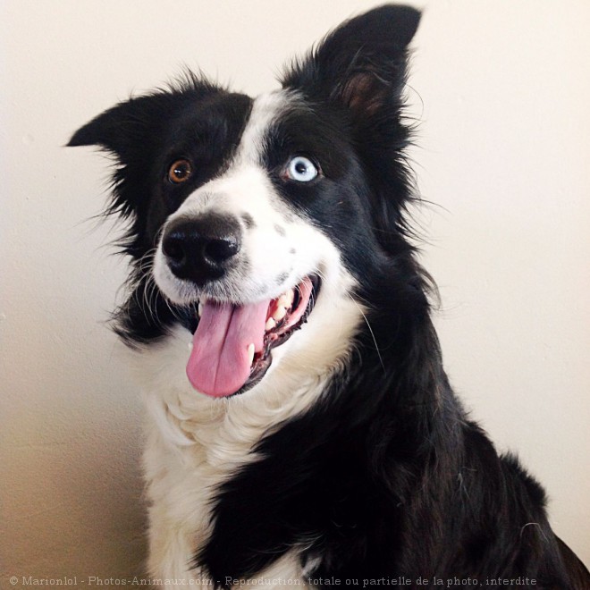 Photo de Border collie