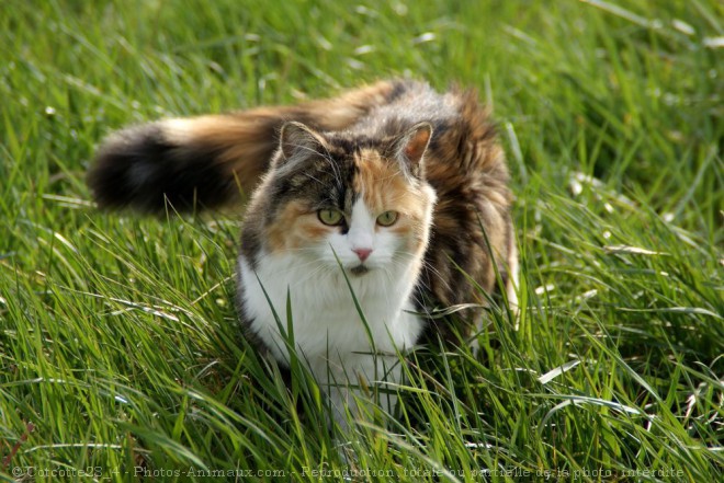 Photo de Chat domestique