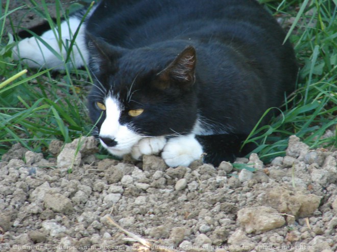 Photo de Chat domestique