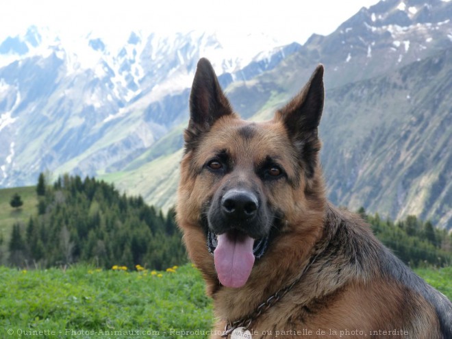 Photo de Berger allemand  poil court